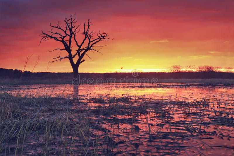 崩坏3芽衣生日活动预告 武器咸鱼获取就在这里-华体会体育hth官方网站