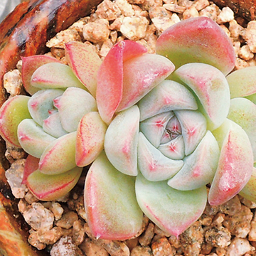 看看这五花八门的“坑孩”行径 父母亟待补课反省了_hth官网入口(图2) 华体会体育hth官方网站