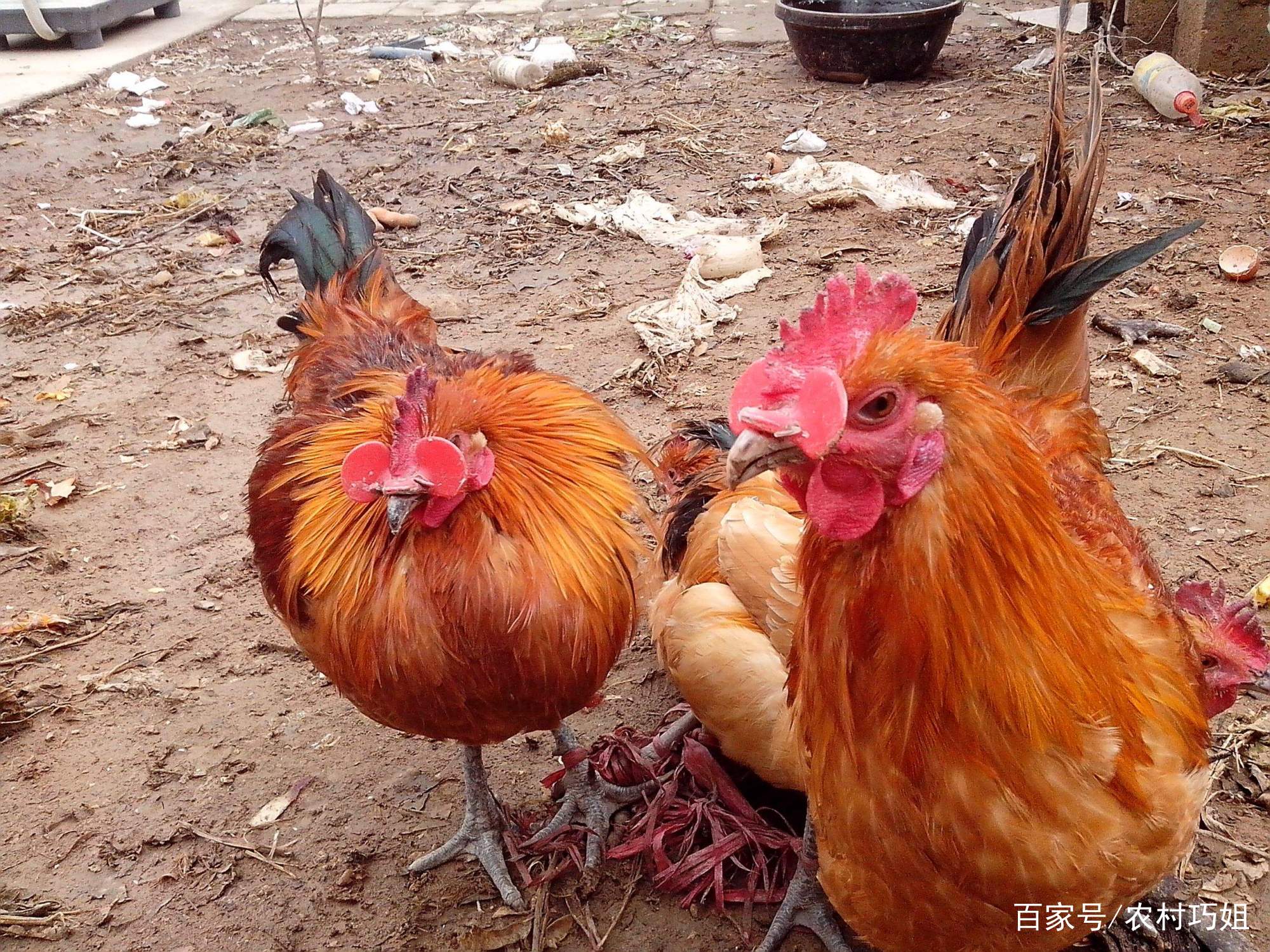 德国著名合唱指挥克莱门斯·克尼希走进芳草小学交流国际音乐教学:华体会体育hth官方网站