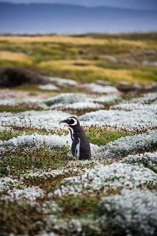 泡小境界美术社团课程：手绘插画：hth官网入口