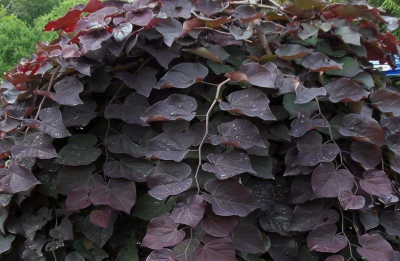 “hth官网入口”第五人格新角色盲女和小丑皮肤霸气来袭 全角色限时免费开放(图2) 华体会体育hth官方网站