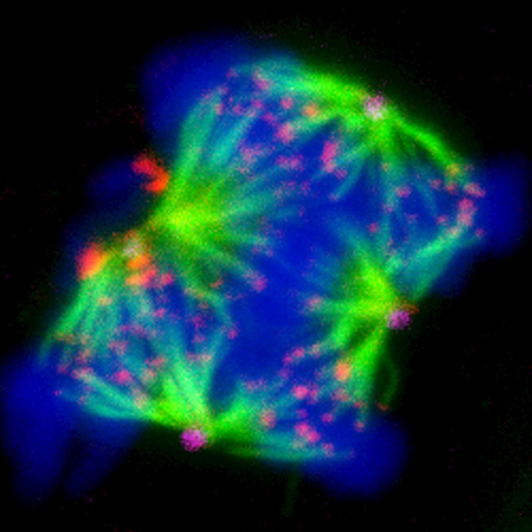 华体会体育hth官方网站-新津县金华镇岳店幼儿园开展语言联组2019年第四次活动(图2) hth官网入口