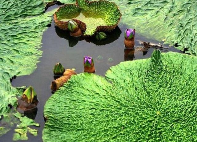 ‘华体会体育hth官方网站’北京空气污染爆表 20万辆新能源车亟待投放市场百万老车遭淘汰