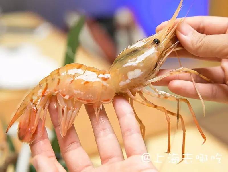 华体会体育hth官方网站|开罗游戏再次来袭 《大航海探险物语》目标成为海贼王的男人!(图1) hth官网入口