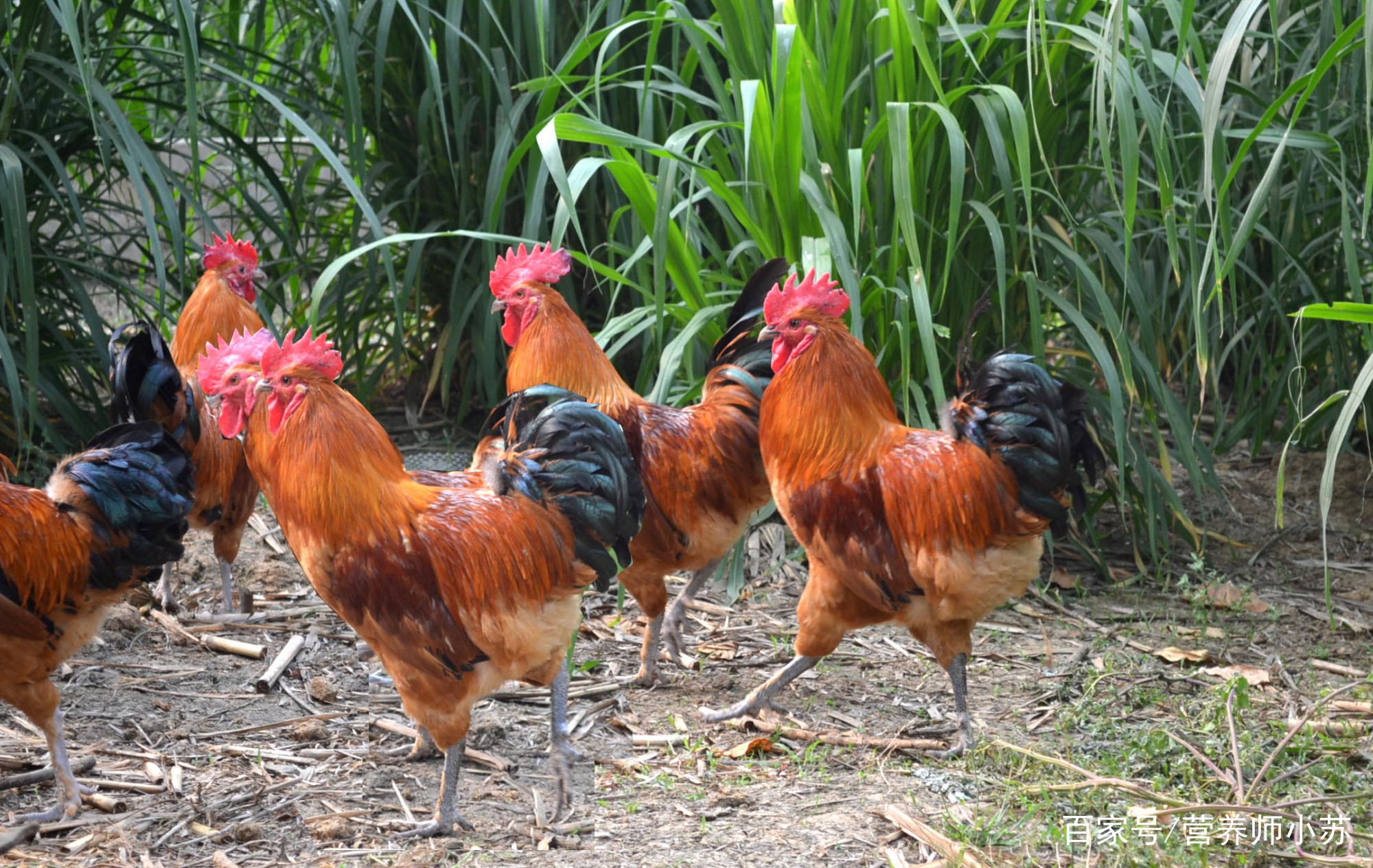 2020静安区诗意久幼儿园收费‘华体会体育hth官方网站’(图4) 华体会体育hth官方网站