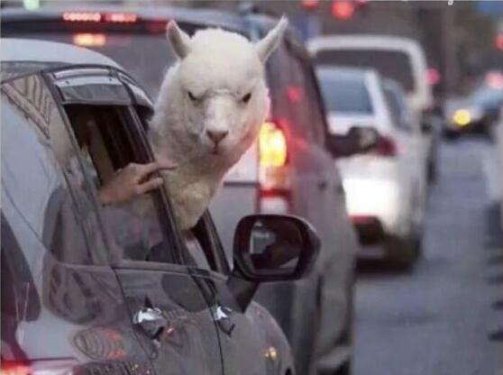 华体会体育hth官方网站_彭州机幼第一分园责任督学边婧到园督导工作