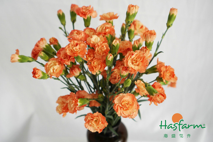 华体会体育hth官方网站