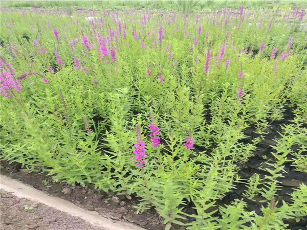 华体会体育hth官方网站