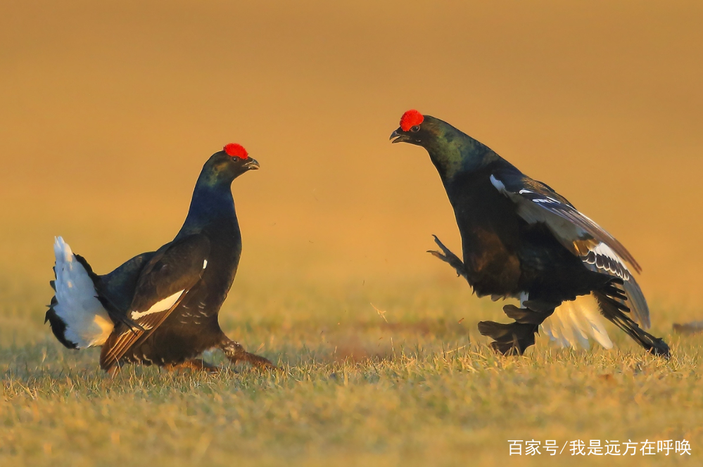 华体会体育hth官方网站:泡小境界5.1班家长讲堂:走进智能化世界(图2) 华体会体育hth官方网站